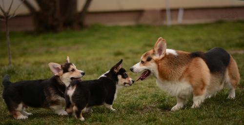 treowecorgi welsh pembroke puppies