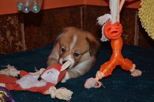 welsh corgi prembroke puppy